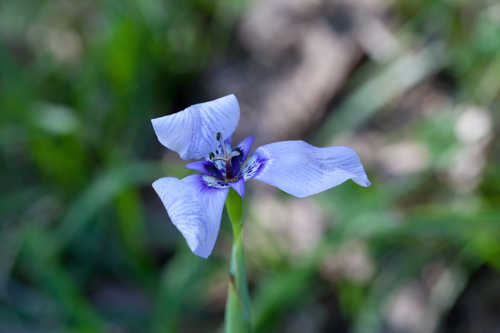 Herbertia lahue ssp. caerulea #4